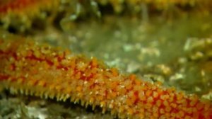 МОРСКАЯ ЗВЕЗДА ИГРАЕТ С МОРСКОИМ ГРЕБЕШОКОМ мультик