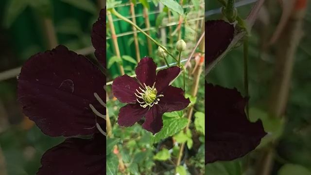 Клематис Герои Варшавы, 1-летний в Р9, саженцы почтой смотреть онлайн