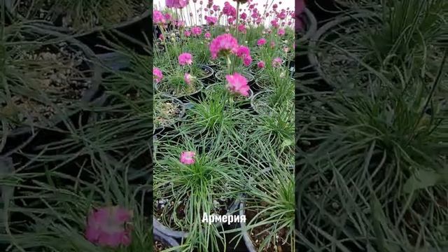 Армерия Приморская MORNING STAR DEEP ROSE / MORNING STAR WHITE смотреть онлайн