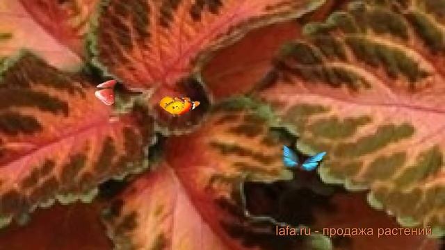 Колеус обыкновенный Корал Санрайс ? Корал Санрайс обзор: как сажать семена колеуса Корал Санрайс