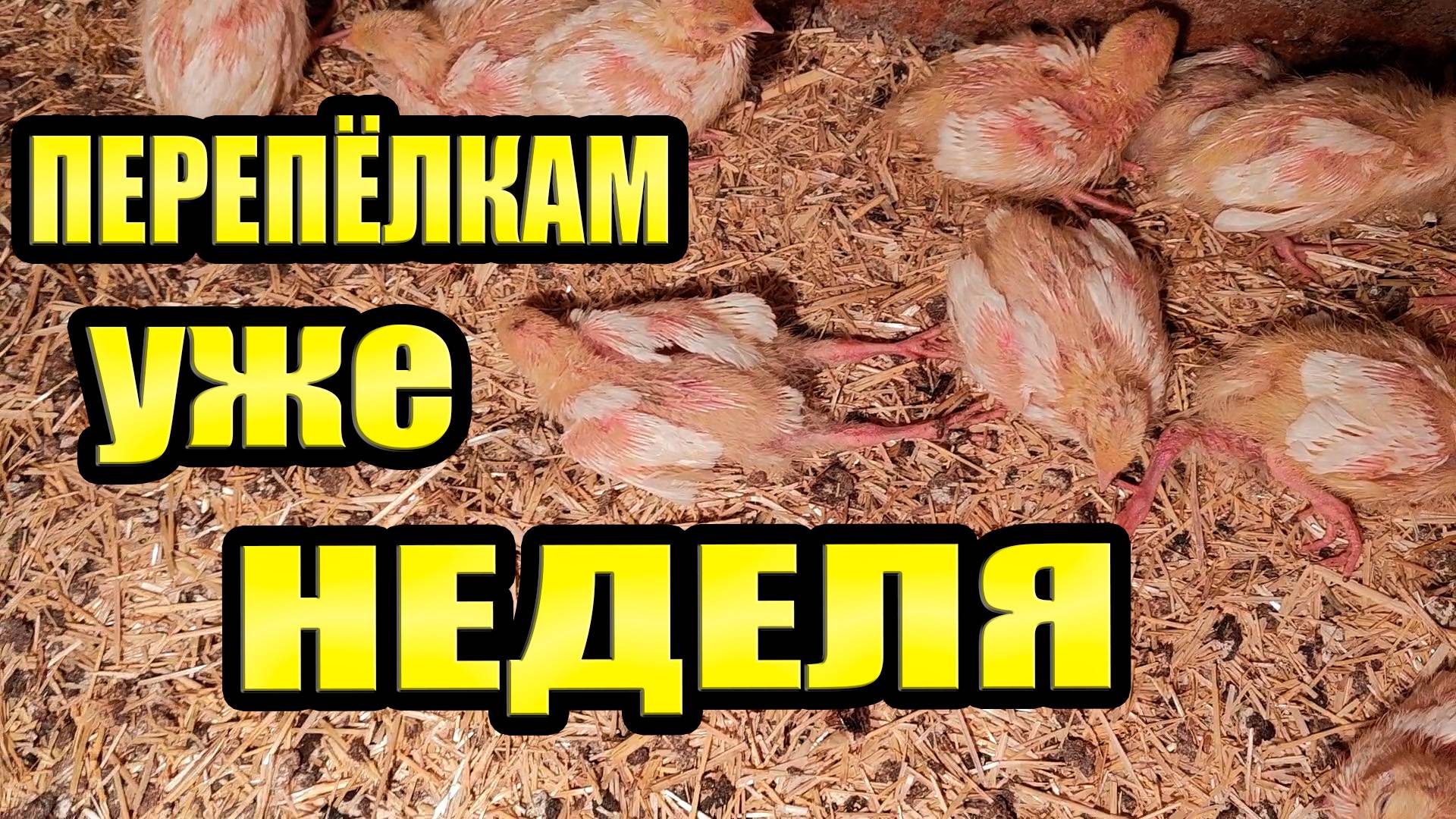 Перепёлкам уже неделя / Заканчиваем бройлера смотреть онлайн