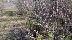 Плюсы и минусы прививки ирги на рябине