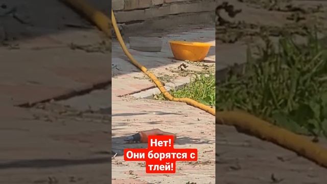 Воробьи в саду и огороде бОльше вредители или союзники? Муравьи тля хуже поэтому польза от воробьёв смотреть онлайн