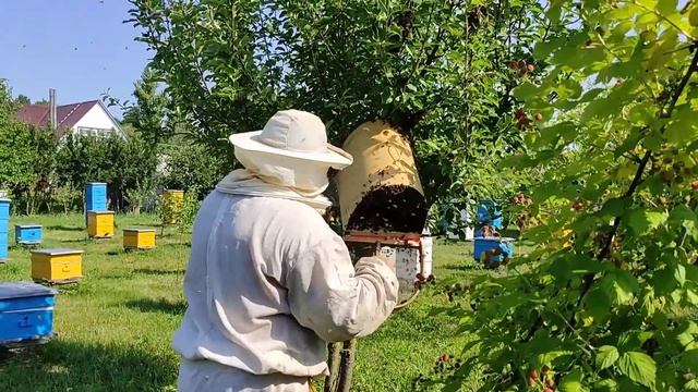 Делюсь опытом с сыновьями! Свалочный рой 26 06 2021 смотреть онлайн