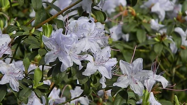 Rhododendron Blue Tit смотреть онлайн