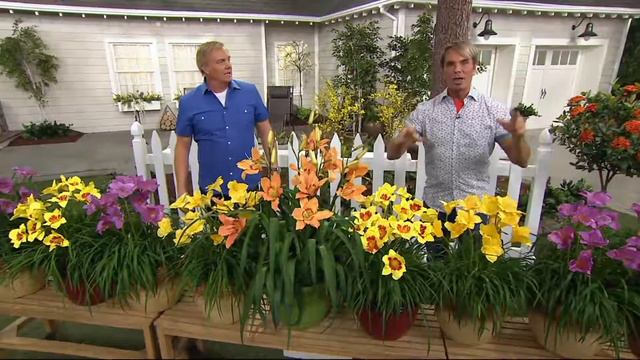 Cottage Farms 10-piece Premium Perpetuals Daylilies on QVC смотреть онлайн