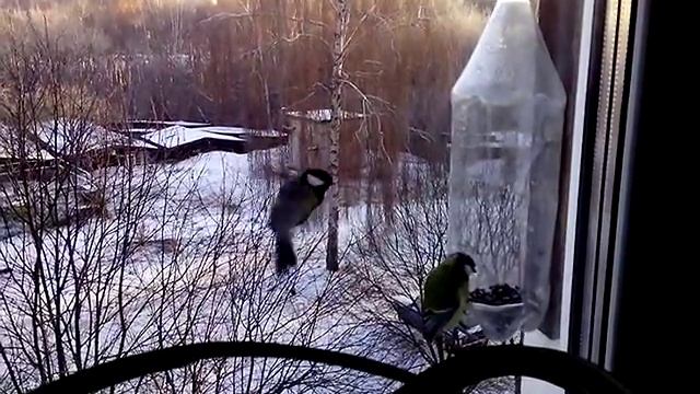 Снегири прилетают зимой смотреть онлайн