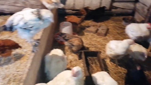 100 ЦЫПЛЯТ в одном помещении! / Новая причёска у моей хохлатой курочке / цыплята помесь брама смотреть онлайн