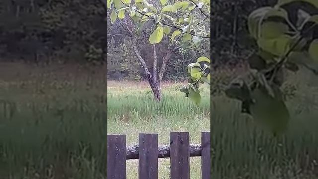 На нашей даче живёт зайка смотреть онлайн