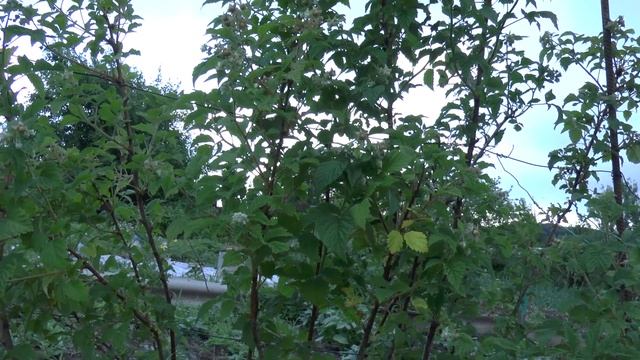 Как вырастить малиновое дерево смотреть онлайн