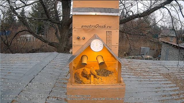 Раньше всех проснулись и на завтрак #Омск Russia, Siberia смотреть онлайн