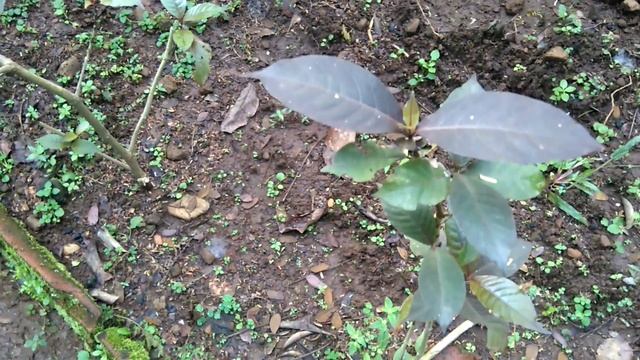 Tanaman Daun Ungu, Caricature Plant (Graptophyllum pictum) смотреть онлайн