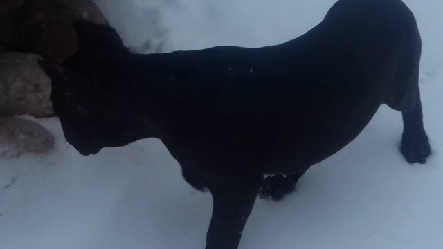 МИЛОРД НА ПРОГУЛКЕ КАНЕ КОРСО смотреть онлайн