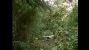 Лира ( Лирохвост ). Птица, имитирующая звуки бензопилы и сигнализации.