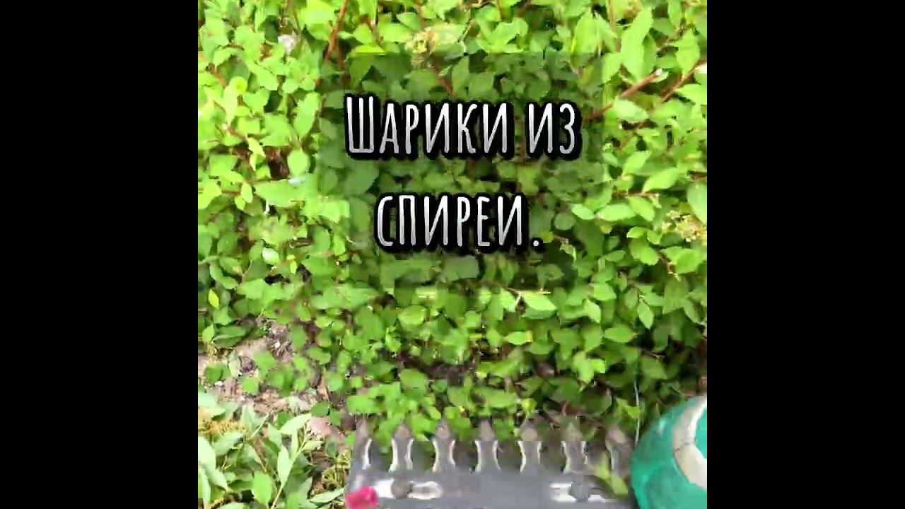 Шарики из спиреи Литтл Принцесс. Как вам?