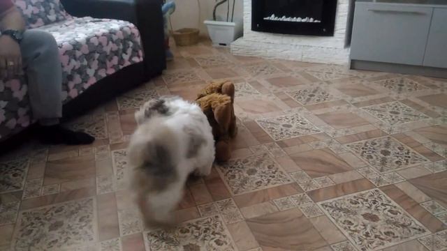Ши-тцу бой с игрушкой )) смотреть онлайн