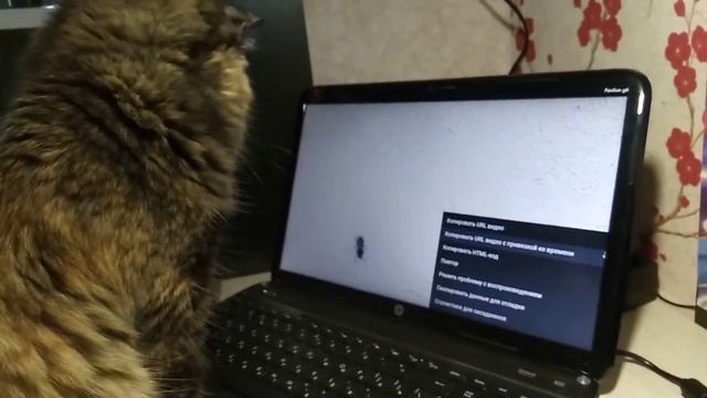 Кошка и мухи смотреть онлайн