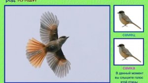 Кукша. Голоса птиц России