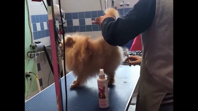 ✂️ Grooming Spitz / Грумминг Шпица ? смотреть онлайн