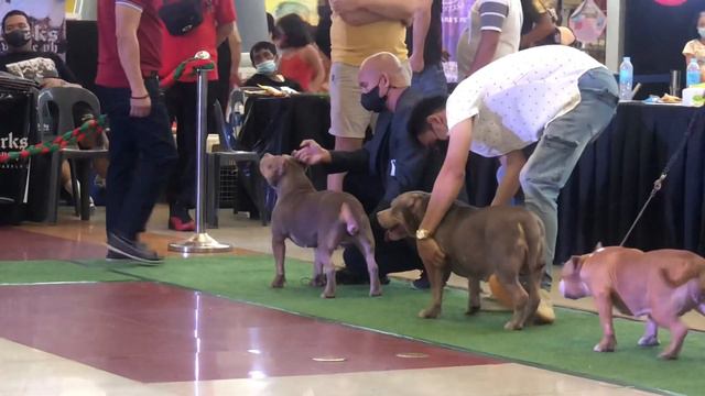 American Bully 9-12 Mos Old Female Standard Bully Competition | IBBC Bully Show | Feb 13, 2022 |