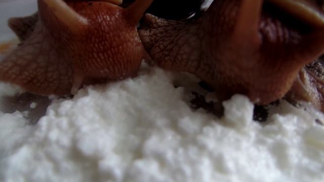 Африканская гигансткая улитка ахатина (Achatina immaculata - Ахатина Иммакулята) кушает творог смотреть онлайн