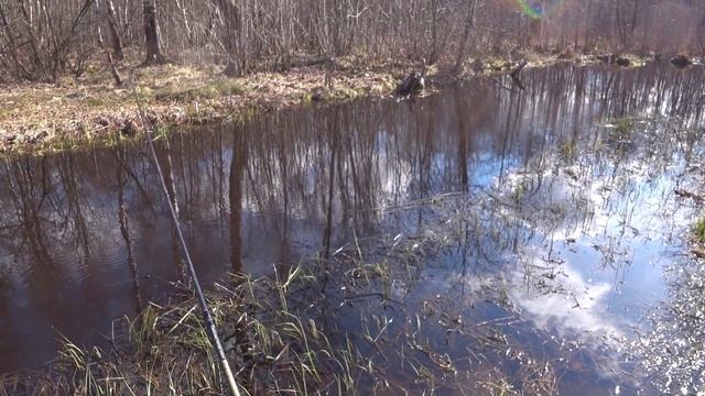 Рыбалка на болонскую удочку. Плотва в ручье! Апрель 2021 г. Bolognese fishing. April 2021. смотреть онлайн