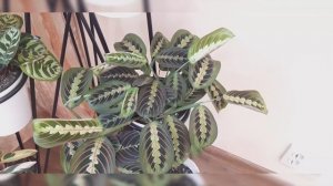 Обзор калатей в январе