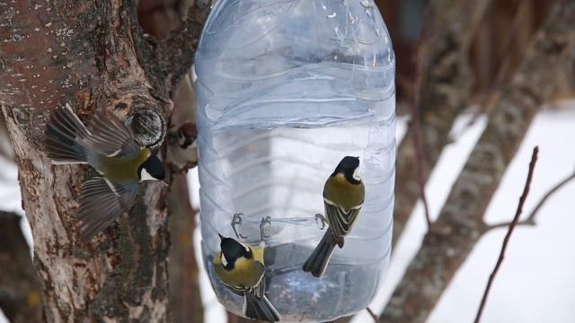 Синички - Красивое Видео Природы смотреть онлайн