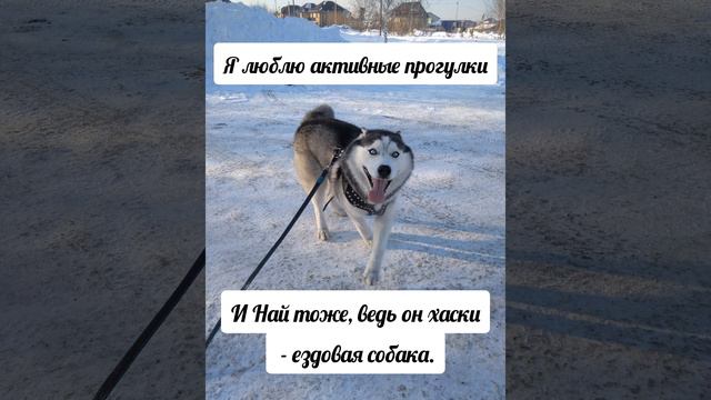 Работаю выгульщиком. Вот как выглядит выгул хаски. смотреть онлайн