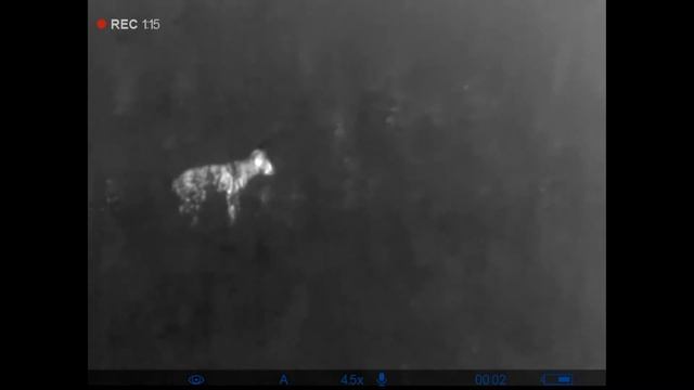 Охота на кабана с вышки 2021. Пришла лиса плутовка. Тепловизор Pulsar Axion XM30S смотреть онлайн