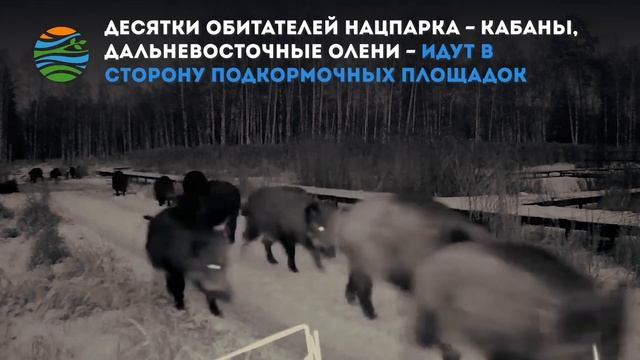 В нацпарке «Лосиный остров» экотропа стала «дорогой жизни» для кабанов смотреть онлайн