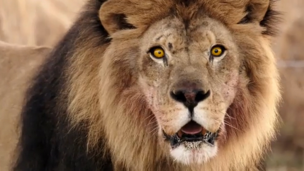 Зверинец / Zoo (2015) Русский трейлер (Сезон 1) смотреть онлайн