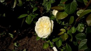 Розы Перпл Лодж и Винтер Лодж. Лайм и пурпур! Rose PURPLE Lodge, Winter Lodge.