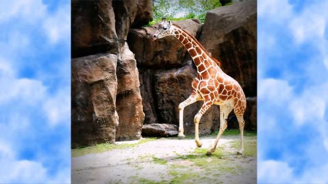 Николай Гумилёв. Жираф (на осетинском языке) смотреть онлайн