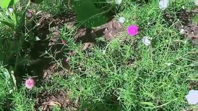 Magic Rose ( Magic Flowers ) (Mose Rose )how to multiply #mizzlamionblog смотреть онлайн