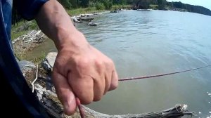 Рыбалка на сазана, на Оби.