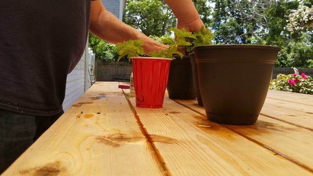 Splicing and propagating citronella plants смотреть онлайн