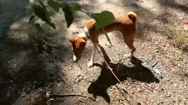 Собаку подменили! Басенджи Лео впервые гуляет в ошейнике. И впервые не тянет поводок! смотреть онлайн