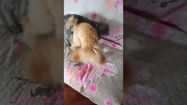 постричь мордочку пуделю, подстригли) какая эффектная леди??❤ смотреть онлайн