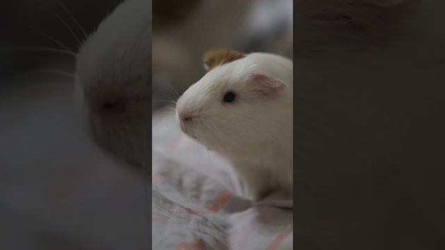 Морская свинка Пипита и декоративный кролик Снежинка в топе. смотреть онлайн