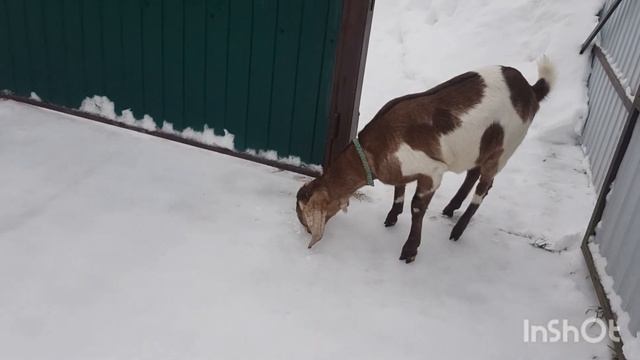 Козочка Шами 50%,зимняя прогулка. смотреть онлайн