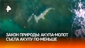 Битва акул в дикой природе: нападение акулы-молот сняли на видео