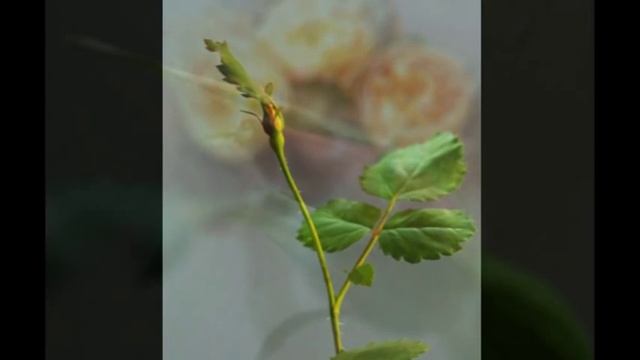 Рождение розы смотреть онлайн