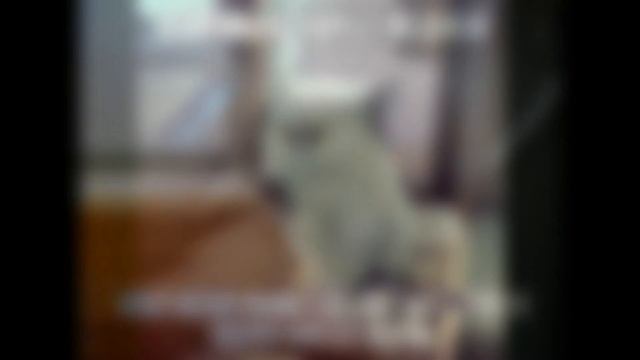 сборник мемов смотреть онлайн