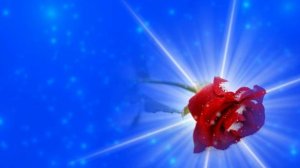 Футаж. Цветы на снегу 20  Footage. Flowers in the snow 20