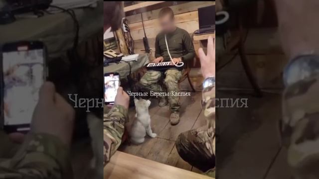 Уровень милоты в этом ролике зашкаливает. Принимать с осторожностью! смотреть онлайн