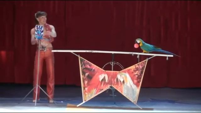 Попугаи - Елена и Виталий Воробьёвы смотреть онлайн