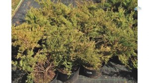 Виды и сорта можжевельника