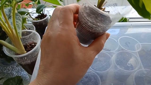 Обзор комнатных растений(цветы)# чувствуется весна 25 февраля 2024г смотреть онлайн