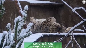 Реакция снежного барса на снег